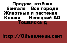 Продам котёнка бенгала - Все города Животные и растения » Кошки   . Ненецкий АО,Тошвиска д.